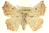  ( - CCDB-20818-C12)  @15 [ ] CreativeCommons - Attribution (2013) CBG Photography Group Centre for Biodiversity Genomics