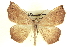  (Eusarca argillaria - CCDB-20818-D01)  @15 [ ] CreativeCommons - Attribution (2013) CBG Photography Group Centre for Biodiversity Genomics