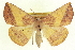  (Eusarca fundaria - CCDB-20818-D07)  @15 [ ] CreativeCommons - Attribution (2013) CBG Photography Group Centre for Biodiversity Genomics