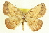  ( - CCDB-20818-D11)  @11 [ ] CreativeCommons - Attribution (2013) CBG Photography Group Centre for Biodiversity Genomics