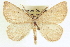  (Eusarca tibiaria - CCDB-20818-E07)  @14 [ ] CreativeCommons - Attribution (2013) CBG Photography Group Centre for Biodiversity Genomics