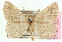  (Eusarca graceiaria - CCDB-20818-E08)  @11 [ ] CreativeCommons - Attribution (2013) CBG Photography Group Centre for Biodiversity Genomics