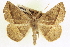  ( - CCDB-20818-F02)  @11 [ ] CreativeCommons - Attribution (2013) CBG Photography Group Centre for Biodiversity Genomics