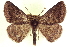  ( - CCDB-20818-F12)  @11 [ ] CreativeCommons - Attribution (2013) CBG Photography Group Centre for Biodiversity Genomics