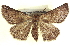  ( - CCDB-20818-G01)  @11 [ ] CreativeCommons - Attribution (2013) CBG Photography Group Centre for Biodiversity Genomics