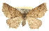  ( - CCDB-20819-A03)  @11 [ ] CreativeCommons - Attribution (2013) CBG Photography Group Centre for Biodiversity Genomics
