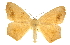  (Prochoerodes transversata - CCDB-20819-B12)  @15 [ ] CreativeCommons - Attribution (2013) CBG Photography Group Centre for Biodiversity Genomics