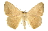  (Prochoerodes olivata - CCDB-20819-C04)  @11 [ ] CreativeCommons - Attribution (2013) CBG Photography Group Centre for Biodiversity Genomics