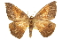  ( - CCDB-20819-C06)  @11 [ ] CreativeCommons - Attribution (2013) CBG Photography Group Centre for Biodiversity Genomics