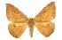  (Oxydia cubana - CCDB-20819-C07)  @11 [ ] CreativeCommons - Attribution (2013) CBG Photography Group Centre for Biodiversity Genomics