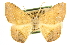  ( - CCDB-20819-C11)  @11 [ ] CreativeCommons - Attribution (2013) CBG Photography Group Centre for Biodiversity Genomics