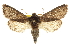  ( - CCDB-20820-C05)  @11 [ ] CreativeCommons - Attribution (2013) CBG Photography Group Centre for Biodiversity Genomics