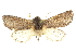  ( - CCDB-20820-C06)  @13 [ ] CreativeCommons - Attribution (2013) CBG Photography Group Centre for Biodiversity Genomics