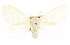  ( - CCDB-20822-B05)  @11 [ ] CreativeCommons - Attribution (2013) CBG Photography Group Centre for Biodiversity Genomics