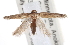  ( - CCDB-20822-C01)  @14 [ ] CreativeCommons - Attribution (2013) CBG Photography Group Centre for Biodiversity Genomics