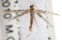  ( - CCDB-20822-C05)  @12 [ ] CreativeCommons - Attribution (2013) CBG Photography Group Centre for Biodiversity Genomics