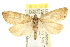  (Dichrorampha banana - CCDB-20822-H10)  @14 [ ] CreativeCommons - Attribution (2013) CBG Photography Group Centre for Biodiversity Genomics