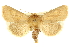  (Luperina passer - CCDB-20823-D10)  @15 [ ] CreativeCommons - Attribution (2013) CBG Photography Group Centre for Biodiversity Genomics