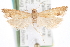  ( - CCDB-20824-A02)  @11 [ ] CreativeCommons - Attribution (2013) CBG Photography Group Centre for Biodiversity Genomics