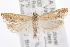  ( - CCDB-20824-A04)  @12 [ ] CreativeCommons - Attribution (2013) CBG Photography Group Centre for Biodiversity Genomics