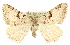  (Speranza bitactata - CCDB-20824-B01)  @15 [ ] CreativeCommons - Attribution (2013) CBG Photography Group Centre for Biodiversity Genomics