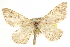  ( - CCDB-20824-B11)  @13 [ ] CreativeCommons - Attribution (2013) CBG Photography Group Centre for Biodiversity Genomics