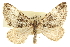  ( - CCDB-20824-D03)  @15 [ ] CreativeCommons - Attribution (2013) CBG Photography Group Centre for Biodiversity Genomics