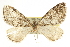  ( - CCDB-20824-D10)  @13 [ ] CreativeCommons - Attribution (2013) CBG Photography Group Centre for Biodiversity Genomics