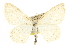  (Scopula junctaria - CCDB-20824-E08)  @16 [ ] CreativeCommons - Attribution (2013) CBG Photography Group Centre for Biodiversity Genomics