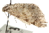  ( - CCDB-20825-C01)  @13 [ ] CreativeCommons - Attribution (2013) CBG Photography Group Centre for Biodiversity Genomics