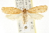  (Oditinae - CCDB-20825-F10)  @15 [ ] CreativeCommons - Attribution (2013) CBG Photography Group Centre for Biodiversity Genomics