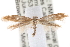  ( - CCDB-20825-G07)  @14 [ ] CreativeCommons - Attribution (2013) CBG Photography Group Centre for Biodiversity Genomics