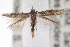  ( - CCDB-20825-G09)  @13 [ ] CreativeCommons - Attribution (2013) CBG Photography Group Centre for Biodiversity Genomics