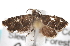  ( - CCDB-20826-B06)  @13 [ ] CreativeCommons - Attribution (2013) CBG Photography Group Centre for Biodiversity Genomics