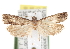  ( - CCDB-20826-E01)  @13 [ ] CreativeCommons - Attribution (2013) CBG Photography Group Centre for Biodiversity Genomics