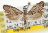  ( - CCDB-20826-E06)  @14 [ ] CreativeCommons - Attribution (2013) CBG Photography Group Centre for Biodiversity Genomics