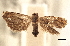  ( - CCDB-20826-F01)  @11 [ ] CreativeCommons - Attribution (2013) CBG Photography Group Centre for Biodiversity Genomics