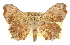  ( - CCDB-20826-H10)  @14 [ ] CreativeCommons - Attribution (2013) CBG Photography Group Centre for Biodiversity Genomics