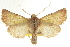  ( - CCDB-20827-A07)  @11 [ ] CreativeCommons - Attribution (2013) CBG Photography Group Centre for Biodiversity Genomics