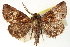 (Acherdoa - CCDB-20827-B02)  @14 [ ] CreativeCommons - Attribution (2013) CBG Photography Group Centre for Biodiversity Genomics