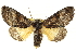  (Charadra franclemonti - CCDB-20827-B11)  @15 [ ] CreativeCommons - Attribution (2013) CBG Photography Group Centre for Biodiversity Genomics
