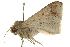  ( - CCDB-20827-C08)  @11 [ ] CreativeCommons - Attribution (2013) CBG Photography Group Centre for Biodiversity Genomics