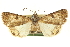  ( - CCDB-20827-C11)  @11 [ ] CreativeCommons - Attribution (2013) CBG Photography Group Centre for Biodiversity Genomics