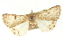  ( - CCDB-20827-C12)  @11 [ ] CreativeCommons - Attribution (2013) CBG Photography Group Centre for Biodiversity Genomics