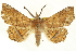  (Syllectra - CCDB-20827-E05)  @15 [ ] CreativeCommons - Attribution (2013) CBG Photography Group Centre for Biodiversity Genomics