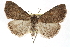  ( - CCDB-20827-F03)  @14 [ ] CreativeCommons - Attribution (2013) CBG Photography Group Centre for Biodiversity Genomics