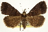  (Lascoria alucitalis - CCDB-20827-H06)  @15 [ ] CreativeCommons - Attribution (2013) CBG Photography Group Centre for Biodiversity Genomics