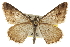  ( - CCDB-20800-A01)  @15 [ ] CreativeCommons - Attribution (2012) CBG Photography Group Centre for Biodiversity Genomics