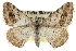  ( - CCDB-20800-A02)  @15 [ ] CreativeCommons - Attribution (2012) CBG Photography Group Centre for Biodiversity Genomics