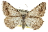  ( - CCDB-20800-A03)  @14 [ ] CreativeCommons - Attribution (2012) CBG Photography Group Centre for Biodiversity Genomics